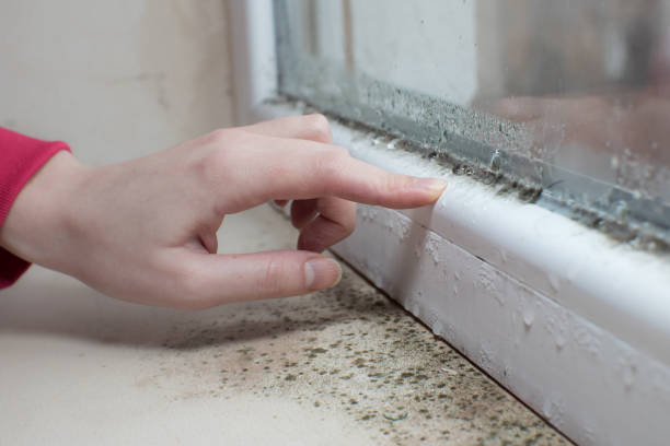Best Asbestos and Lead Testing During Mold Inspection  in Blackwater, AZ